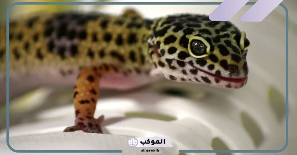 هروب الوزغ في المنام