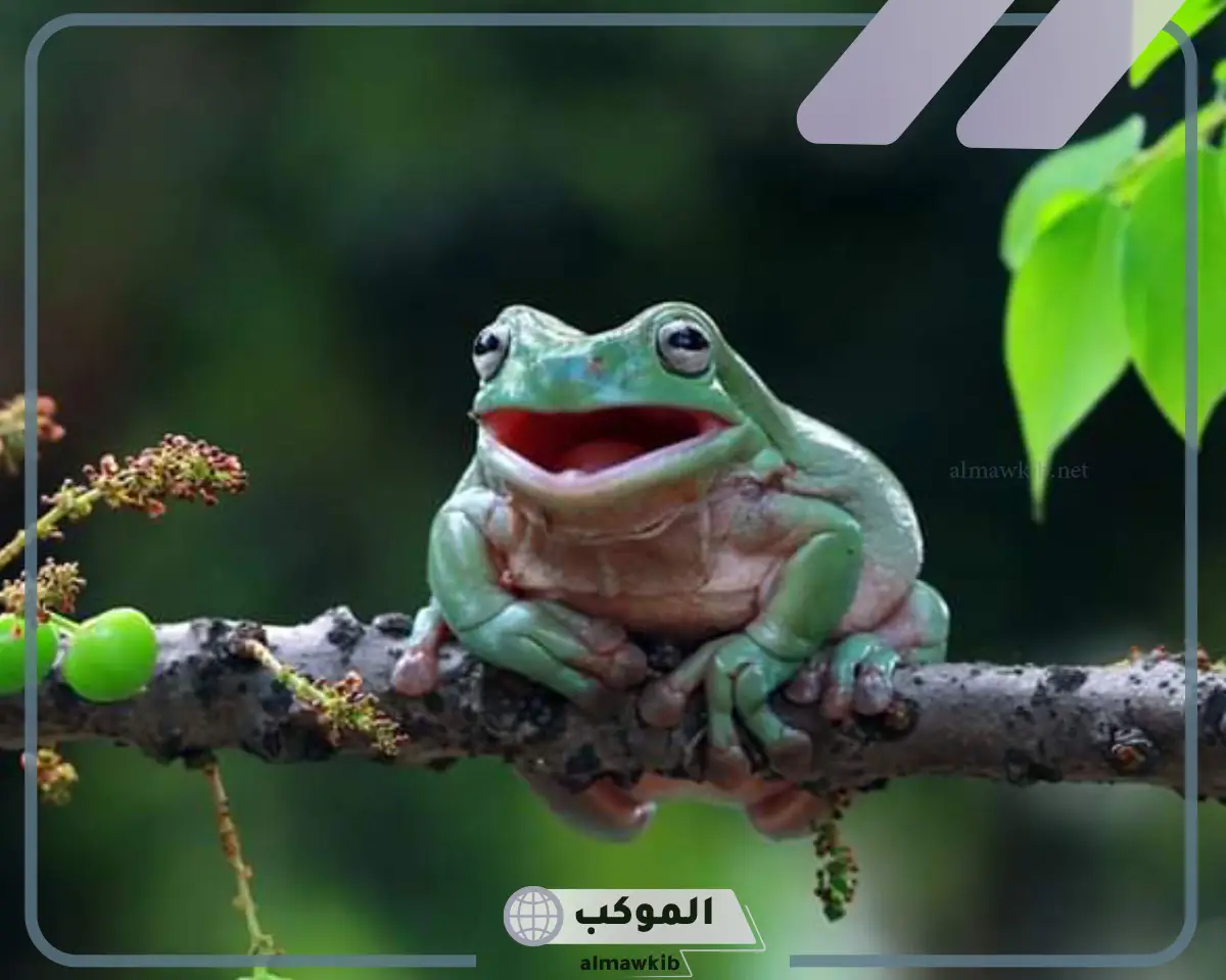 مراحل الضفدع
