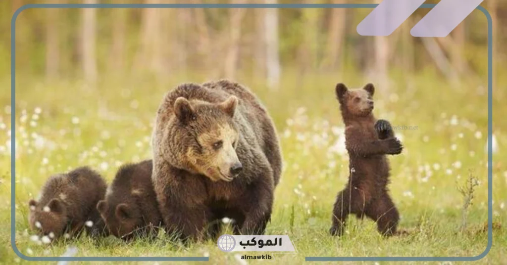 خصائص شكلية لصغير الدب 