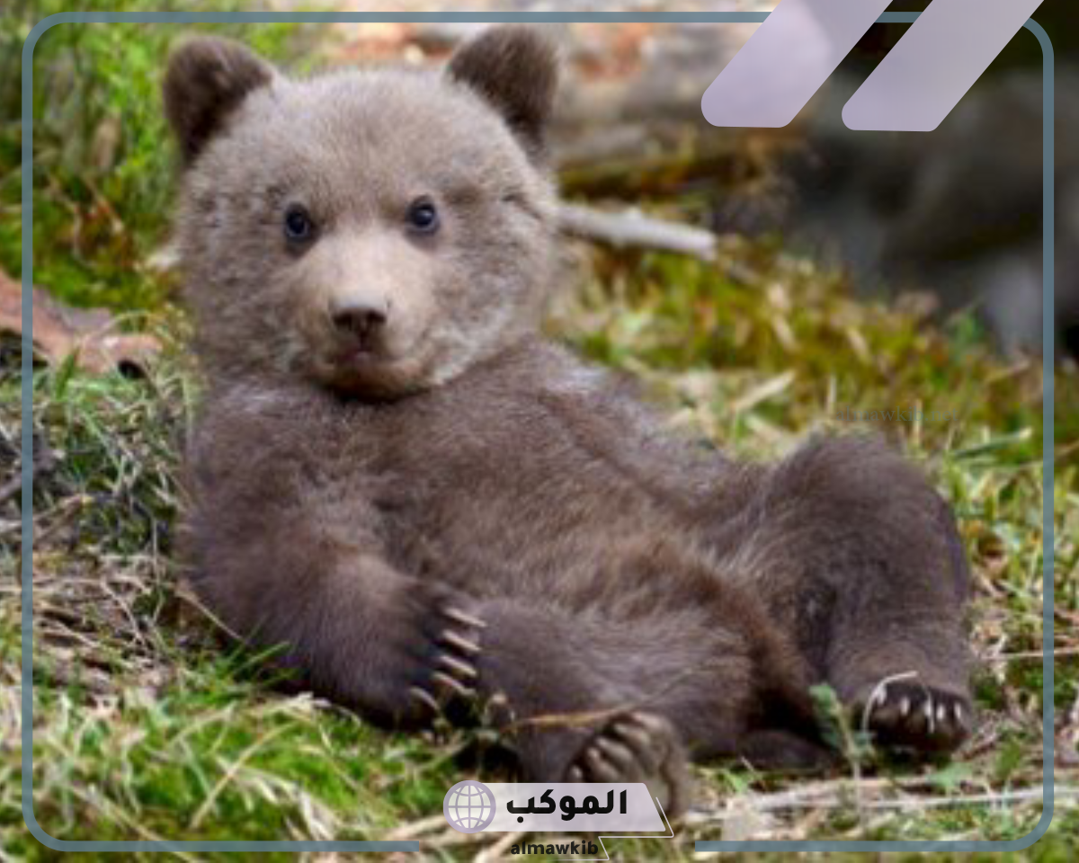 الديسم هو صغير وأهم المعلومات
