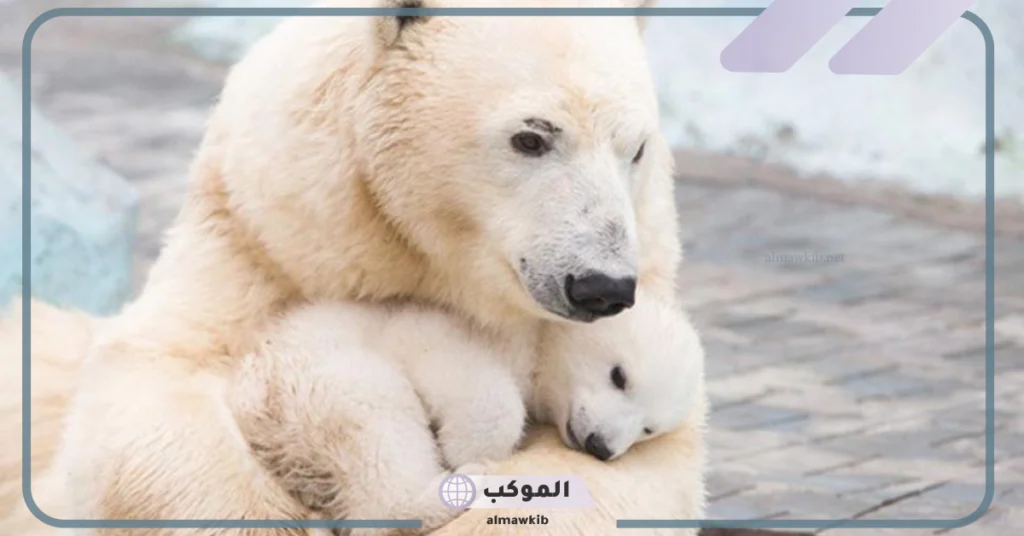 صفات صغير الدب 