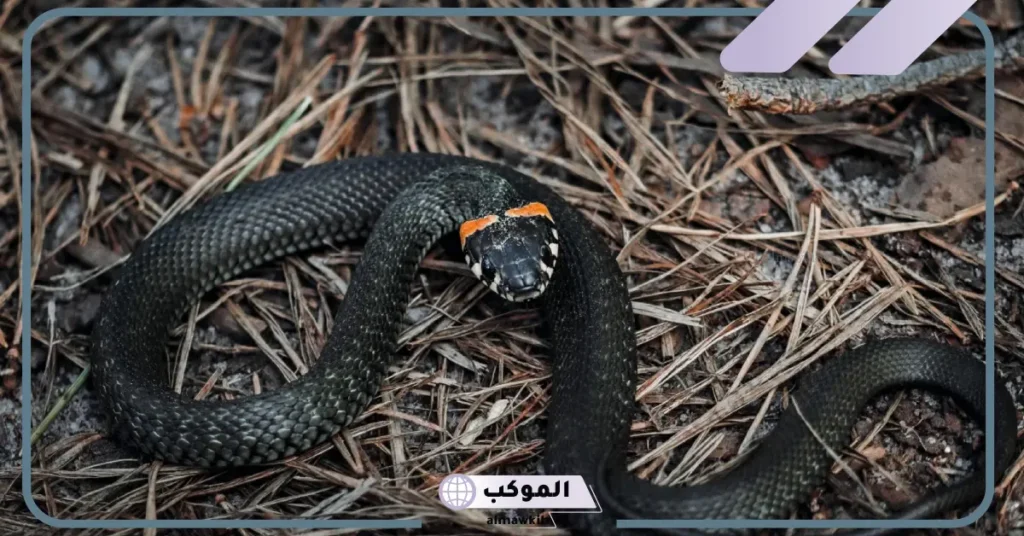 تفسير حلم رؤية الحية السوداء في المنام للمخطوبة والرجل 6 تفسير حلم الأفعى السوداء في البيت للمطلقة