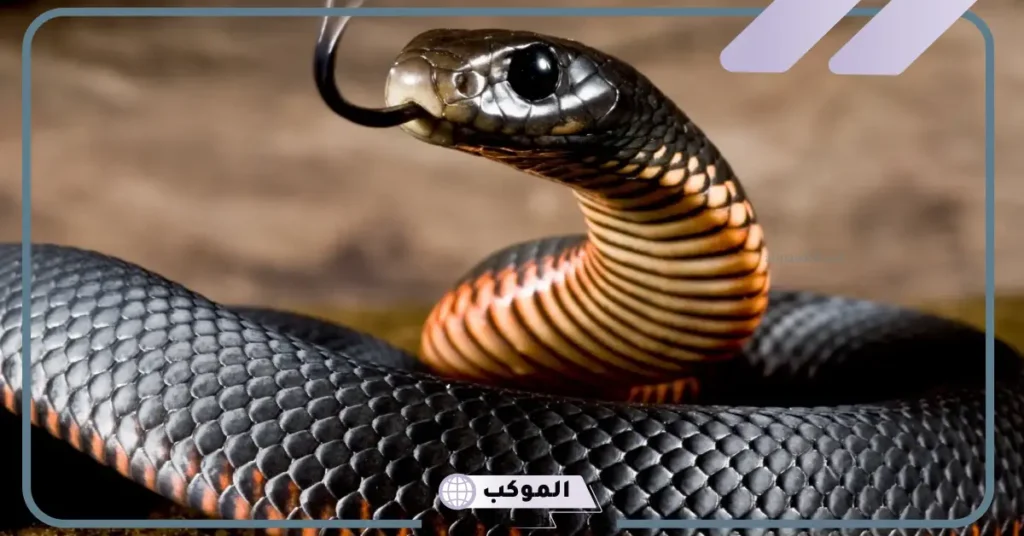 تفسير حلم رؤية الحية السوداء في المنام للمخطوبة والرجل 5 رؤية حية سوداء في المنام للعزباء المخطوبة