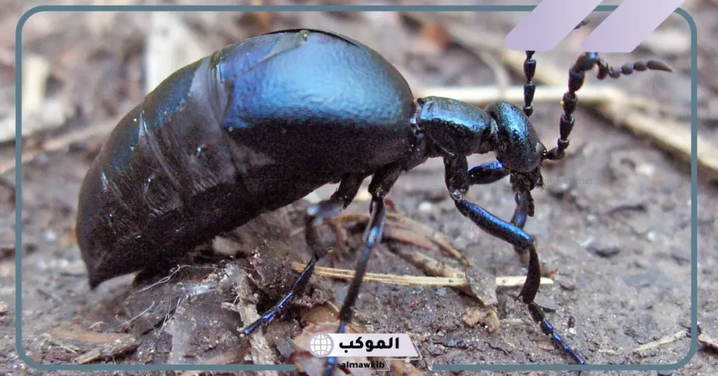 تفسير حلم رؤية الخنفساء في المنام للعالم ابن سيرين وعلاقتها بالخير 6 الخنفساء في المنام للرجل