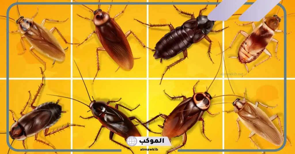 الصراصير في المنام للعزباء