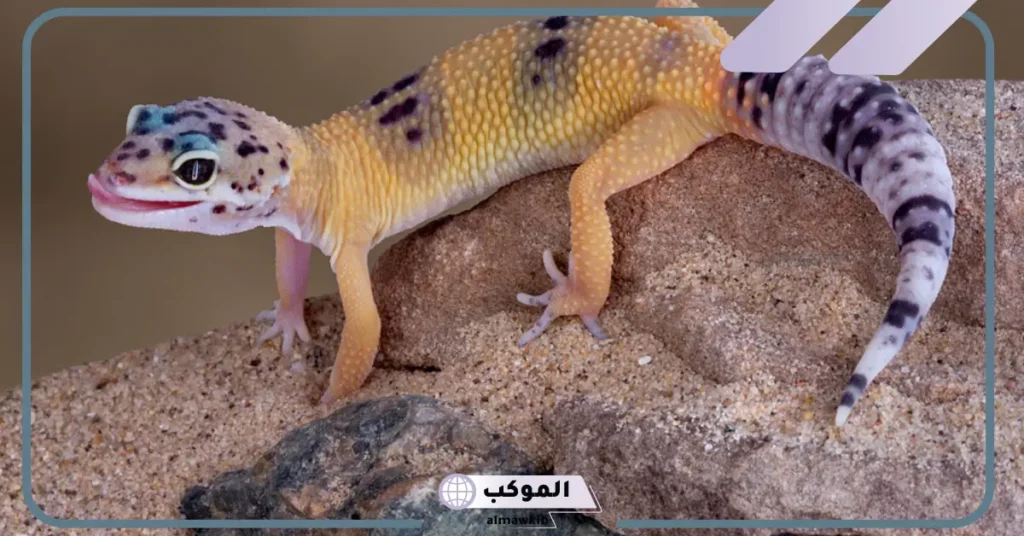 تفسير الوزغ في المنام للمرأة العزباء والمتزوجة لابن سيرين 5 رؤية الوزغ في المنام للعزباء