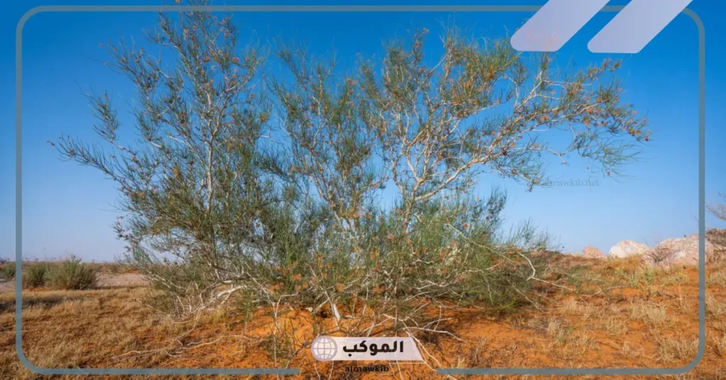 نبات الأرطى اين ينمو