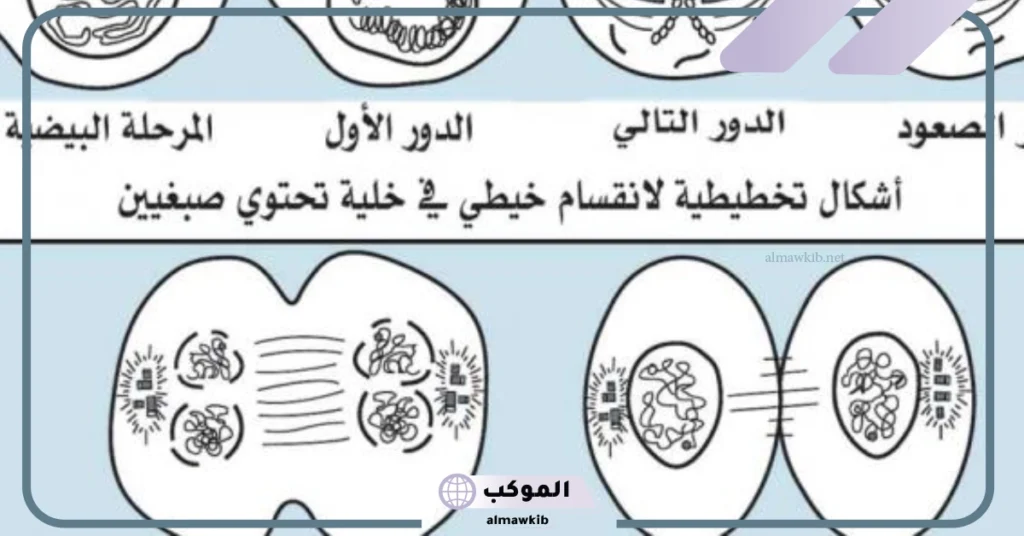 تعريف الانقسام المتساوي 