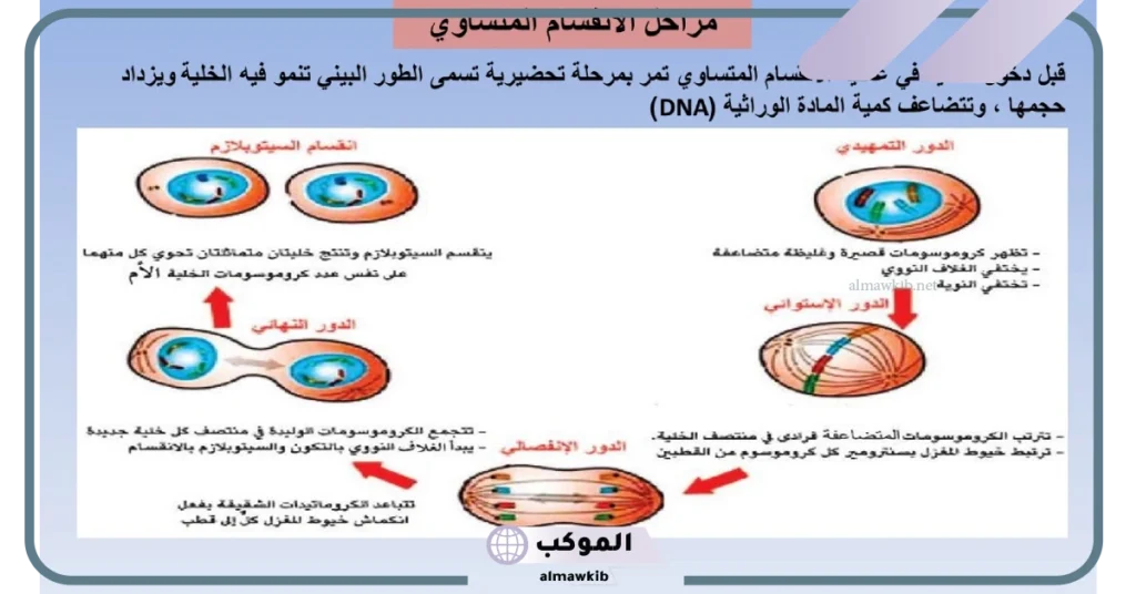 خطوات الانقسام المتساوي 