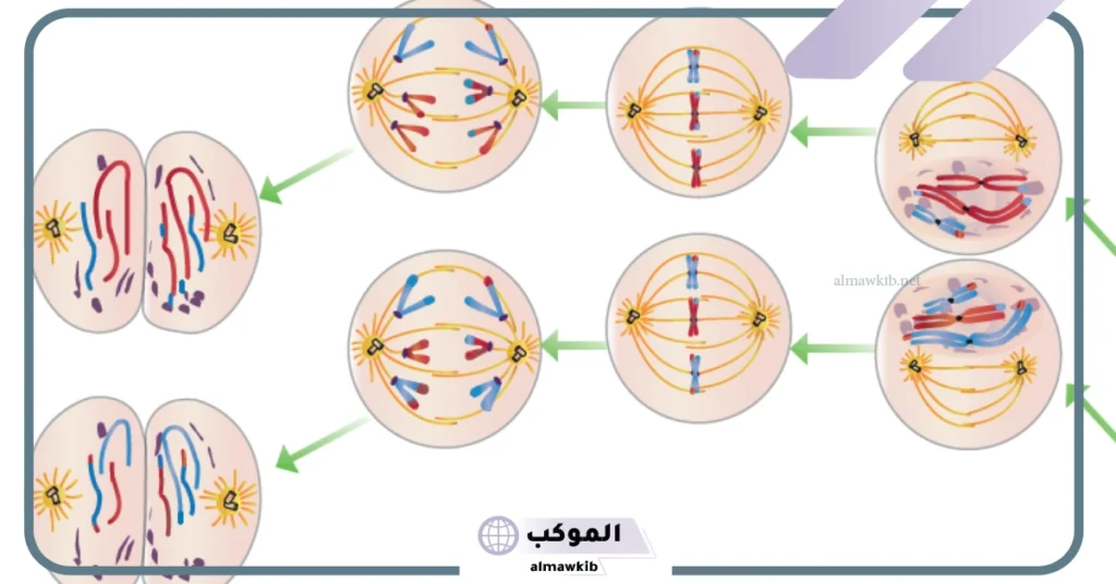 انواع الانقسام المتساوي 