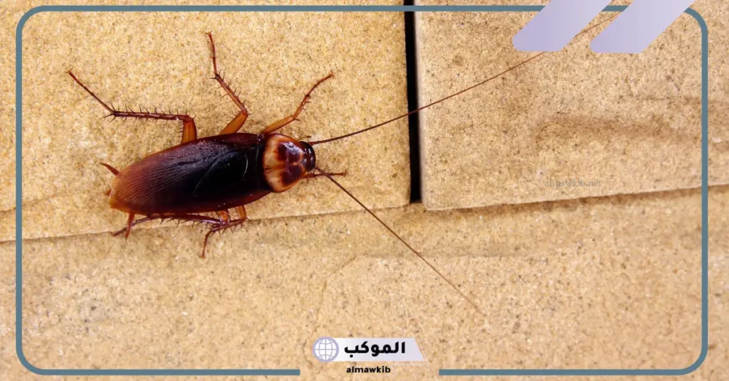 رؤية الصرصور في المنام للمتزوجة