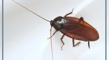 صرصور للمتزوجة