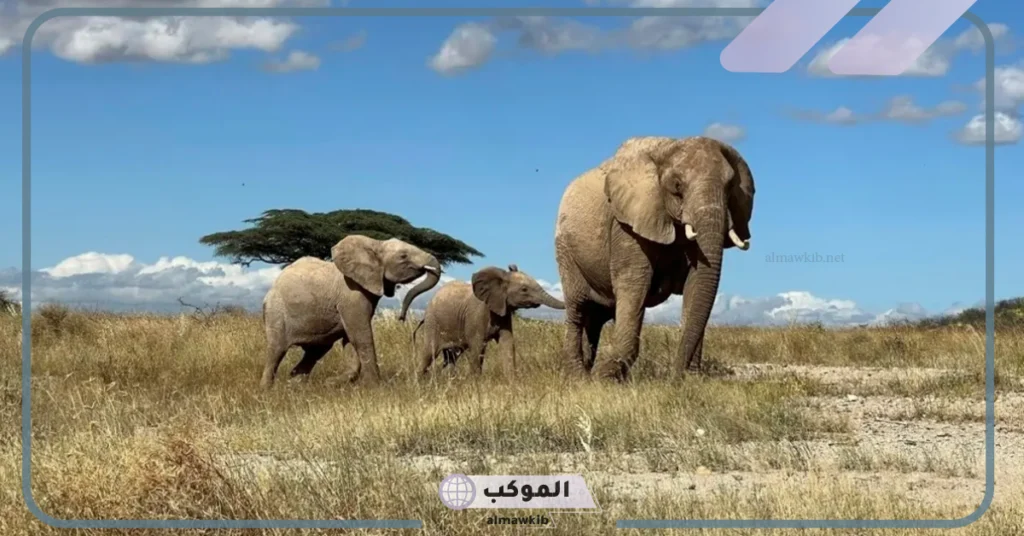 ما هو اسم صغير الفيل؟ الصفات الشكلية لصغير الفيل 6 مدة حمل الفيلة