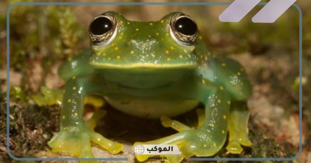 معلومات غريبة عن الضفادع 