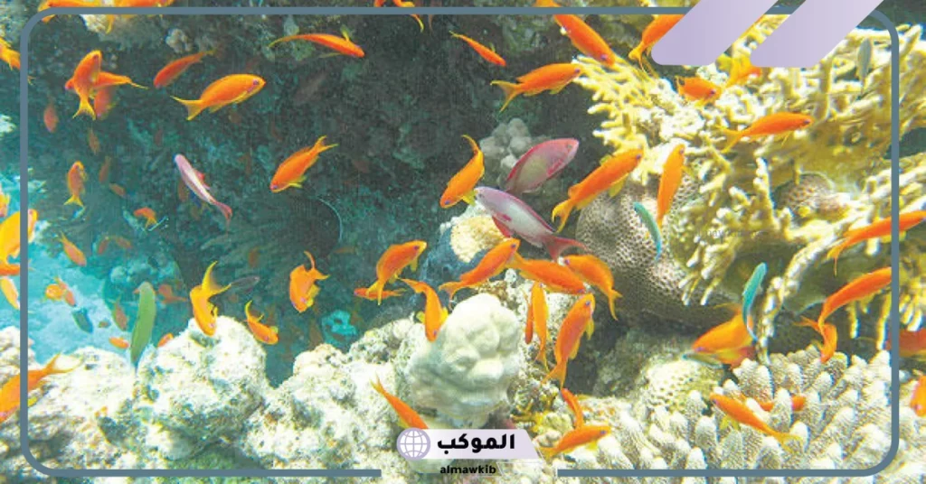 هل يشكل المحيط 70% من العالم؟ 