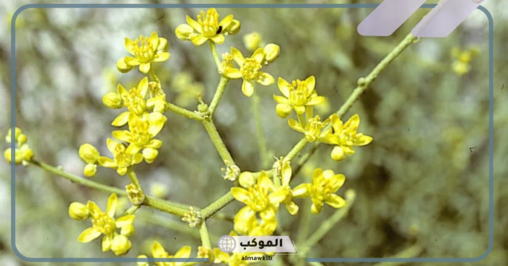 أضرار عشبة الحزا