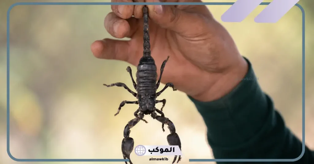 حلمت بعقرب أسود في المنام للمطلقة والعزباء والمتزوجة 6 رؤية العقرب الأسود في المنام للمتزوجة