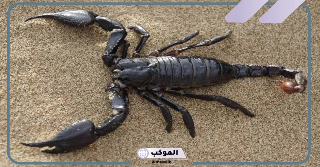 حلمت بعقرب أسود في المنام للمطلقة والعزباء والمتزوجة 5 العقرب الأسود في المنام للعزباء