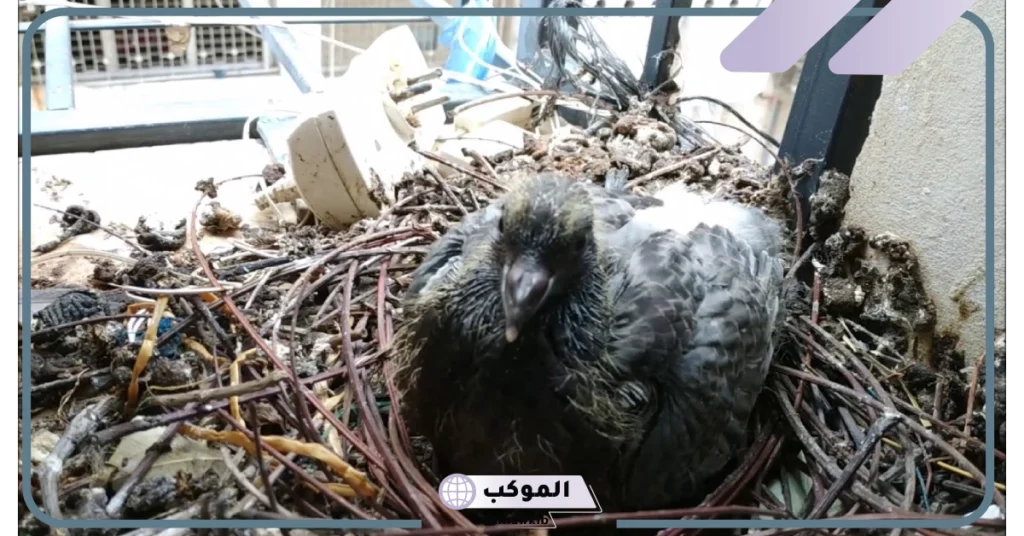 على ماذا يدل وجود الحمام على الشباك؟ فوائد وجود الحمام في المنزل 5 هل وجود الحمام في البيت يدل على الخير؟