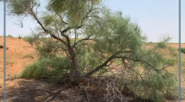 فوائد الأرطى