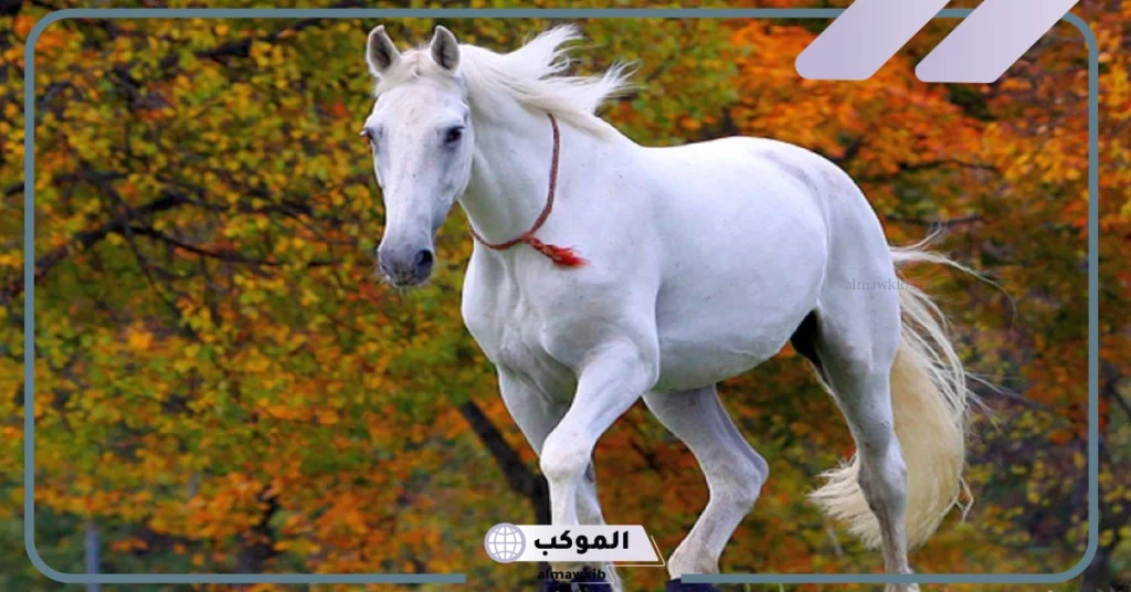 كم مدة حمل الحصان بالمراحل؟ كيف يحمل الحصان؟ 5 ما هي مراحل حياة الحصان؟