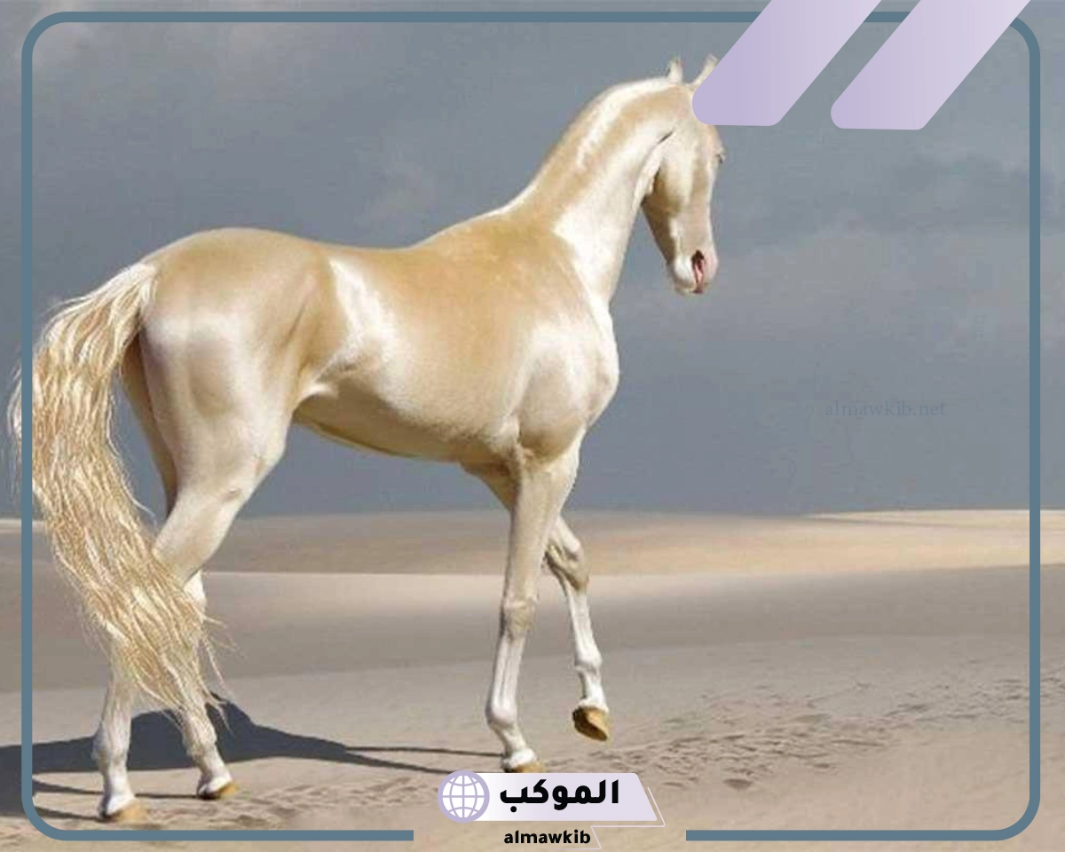ما صفات الحصان؟