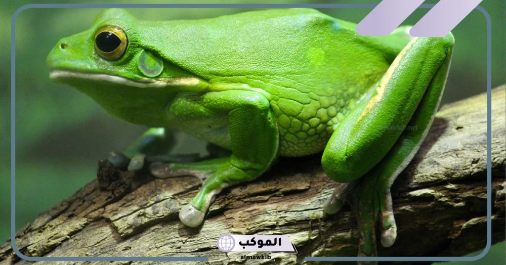 ما هو صوت الضفدع؟ كيف تسمع الضفادع الصوت 5 كيف تسمع الضفادع الصوت؟