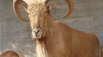 ما أعمار الغنم