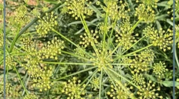 ما فوائد الحزا