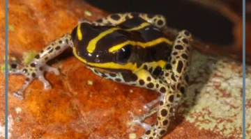 ما هو صوت الضفدع؟