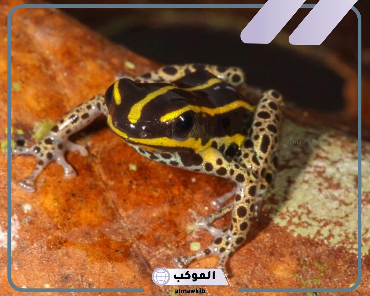 أسماء صوت الضفدع