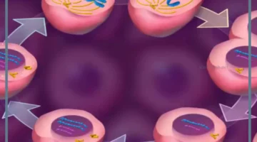 ما هي خصائص الانقسام المتساوي؟