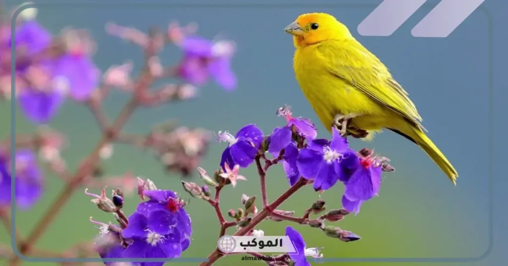 خصائص الطيور ثاني ثانوي