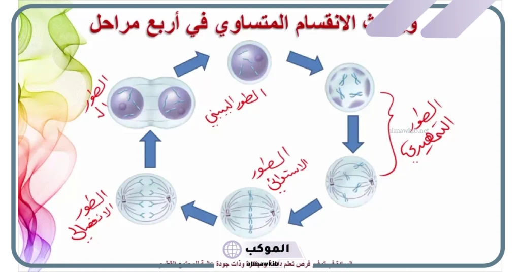 ما هو الانقسام المتساوي 