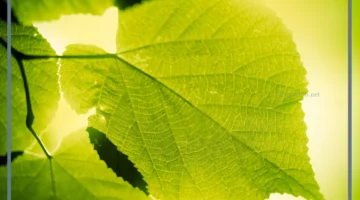 مراحل عملية البناء الضوئي