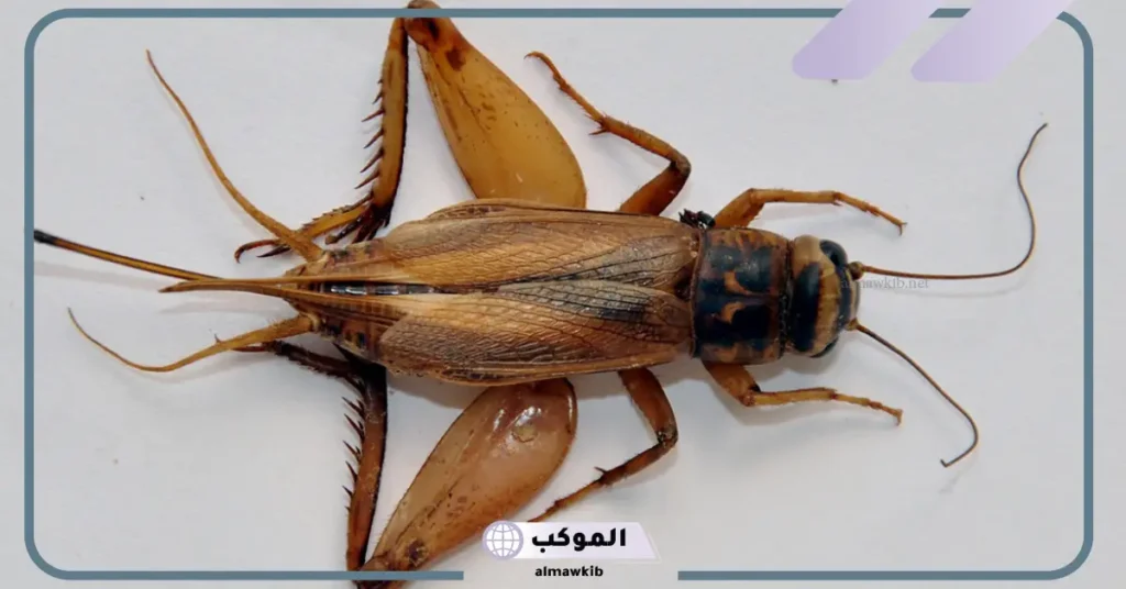 تفسير رؤية الحلم بالصراصير للرجل والمرأة عند ابن سيرين 5 تفسير حلم الصراصير البنية للعزباء