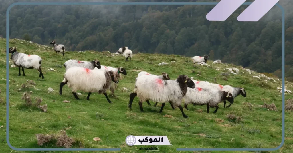 تفسير الغنم في المنام الكثير للرجل والمرأة عند ابن سيرين 6 رؤية الغنم في المنام للمطلقة