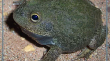 معلومات الضفادع