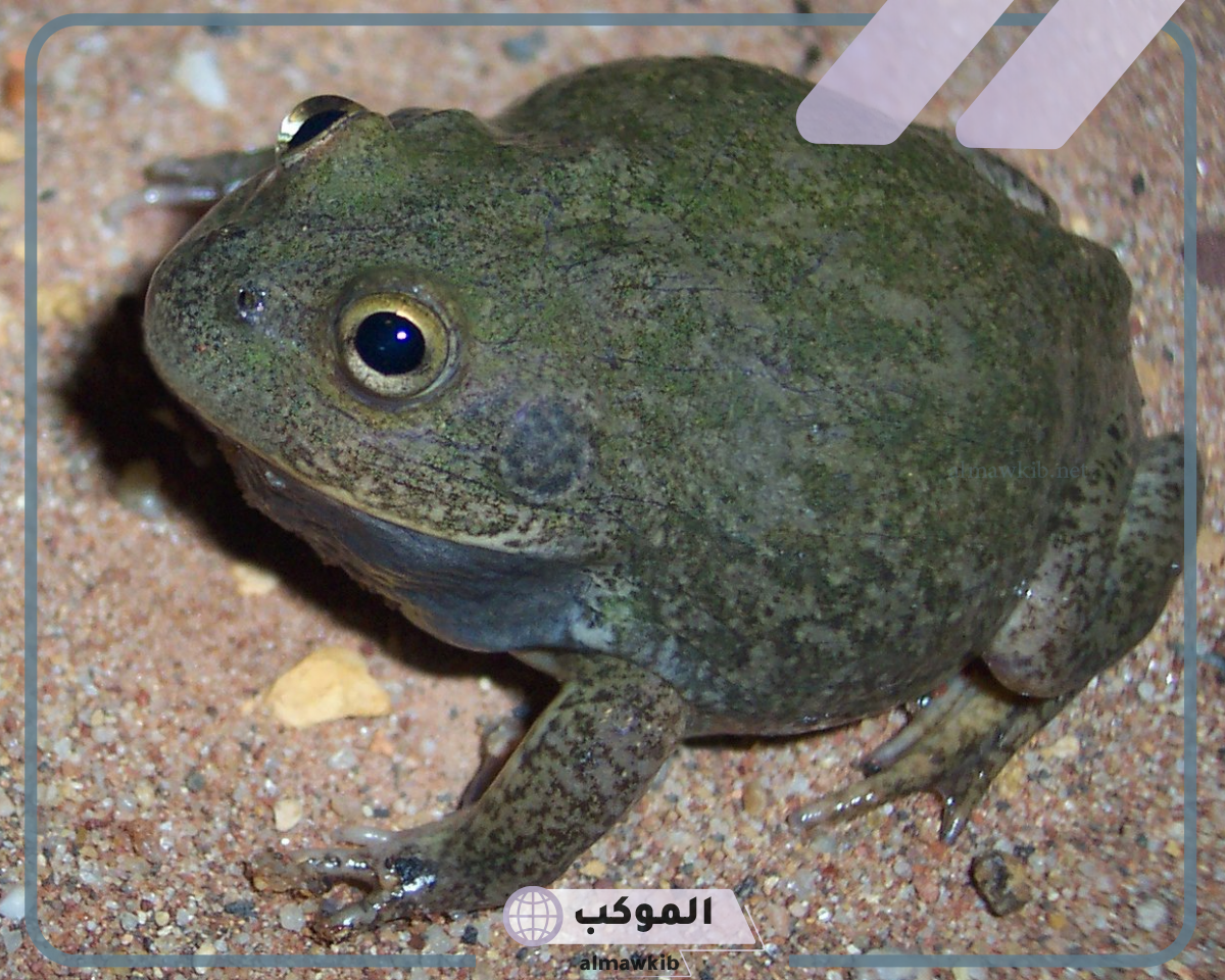تتنفس الضفادع البالغة عن طريق بالتفصيل