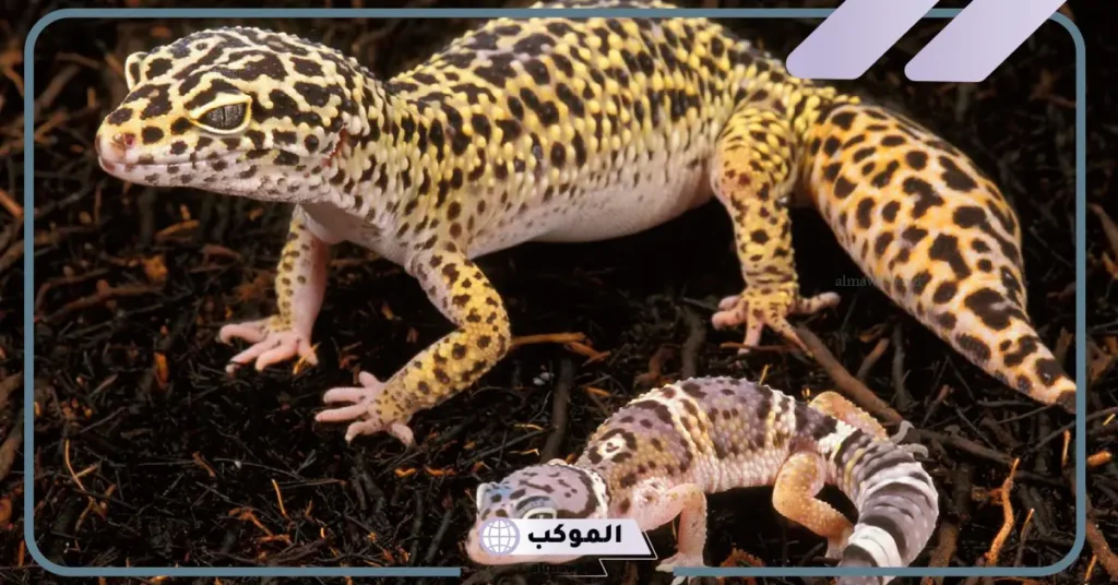 تفسير الوزغ في المنام للمرأة العزباء والمتزوجة لابن سيرين 6 تفسير حلم الوزغ على الجسم للحامل