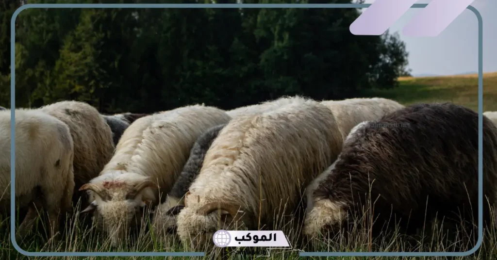 تفسير الغنم في المنام الكثير للرجل والمرأة عند ابن سيرين 5 رؤية الغنم في المنام للعزباء