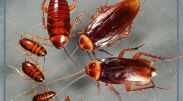 معنى صرصار للمتزوجة