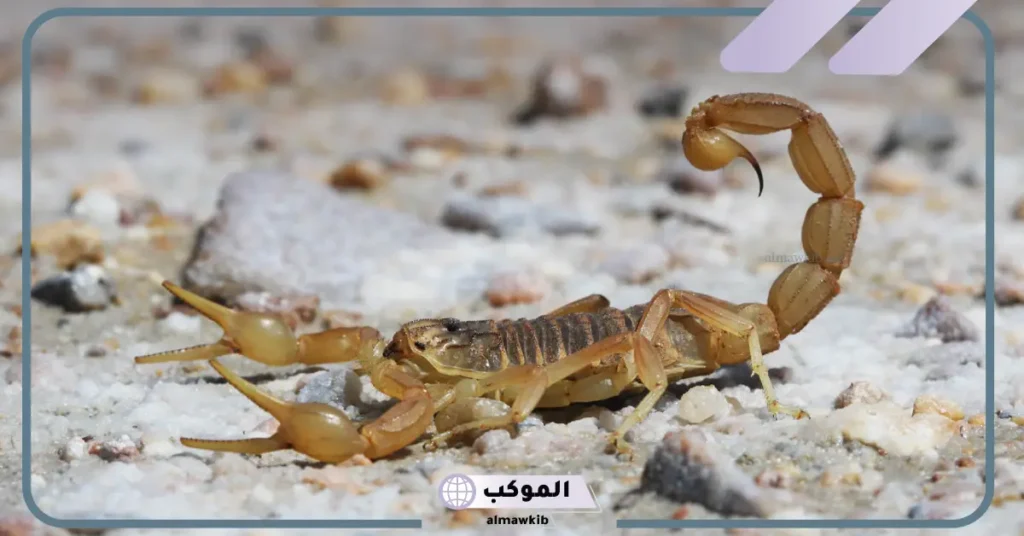 تفسير حلم رؤية العقرب في المنام للعزباء عند ابن سيرين 5 رؤية العقرب الأسود في المنام للعزباء