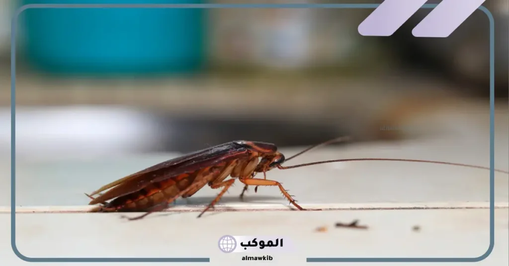 تفسير حلم الصراصير في البيت للمطلقة