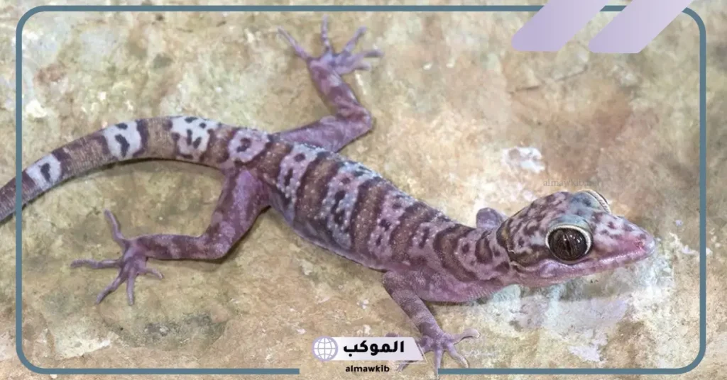 الوزغ في المنام بشارة خير للعزباء