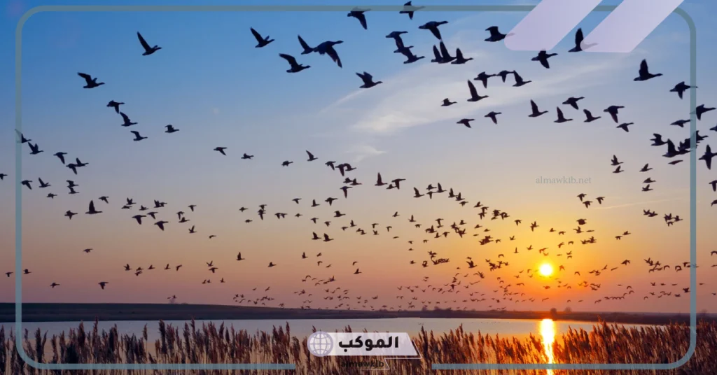 امثلة على الحيوانات المهاجرة 