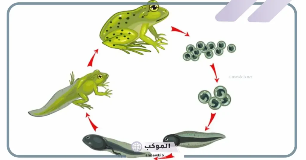 مراحل الضفدع وخصائصه.. دورة حياة الضفدع ثالث ابتدائي 5 مراحل نمو الضفدع بالصور