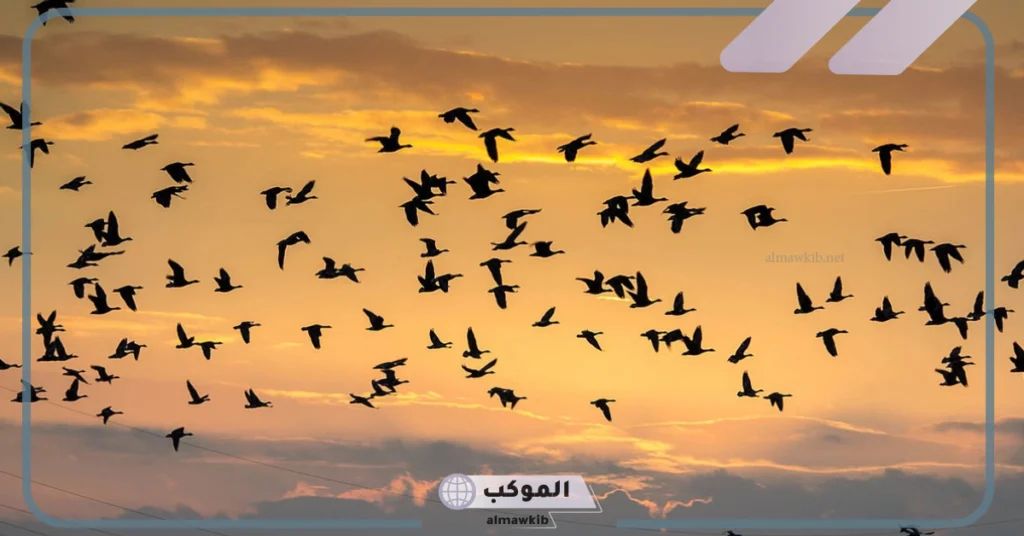 أنواع هجرة الحيوانات 