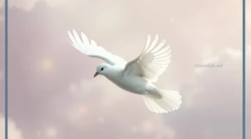 هل الحمامة فال خير؟