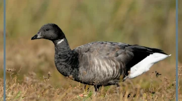 أفضل انواع الوز